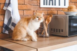Can Cats Have Whipped Cream? - That Cuddly Cat