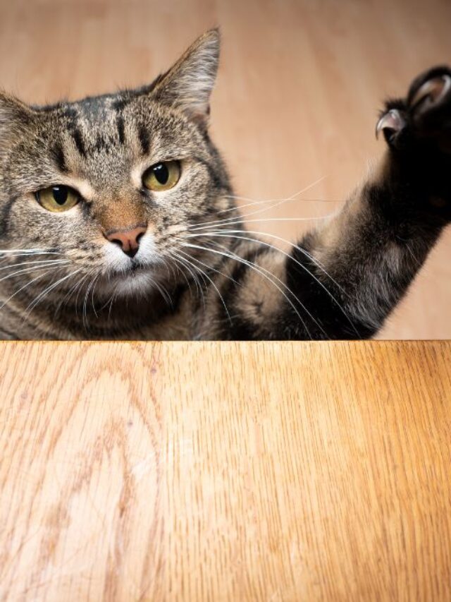 Why Does My Cat Reach His Paw Out to Me? That Cuddly Cat