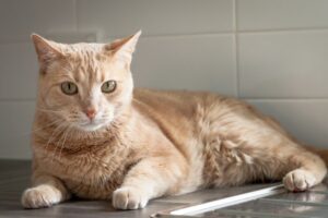 Can Cats Have Whipped Cream? - That Cuddly Cat