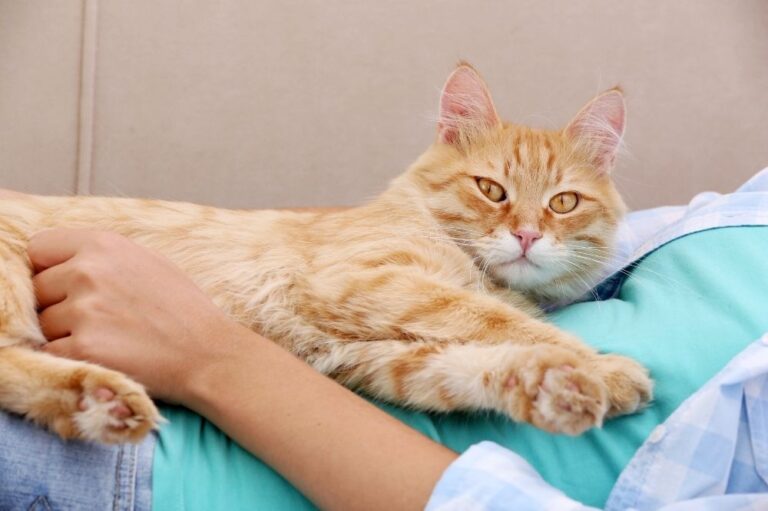 Why Does My Cat Sit On My Chest? That Cuddly Cat