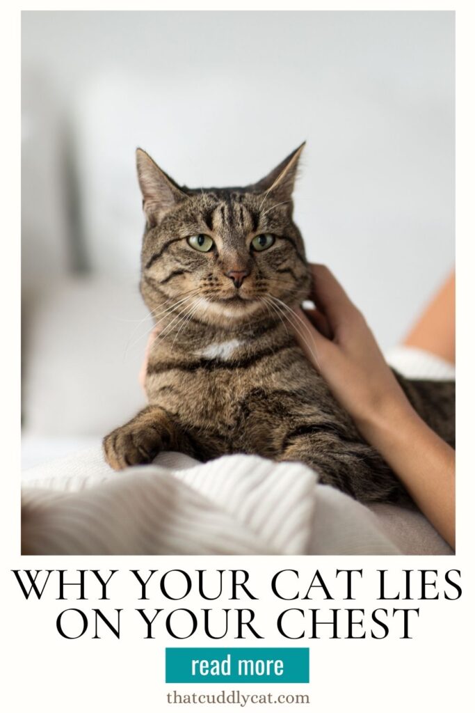 Why Your Cat Lies On Your Chest That Cuddly Cat