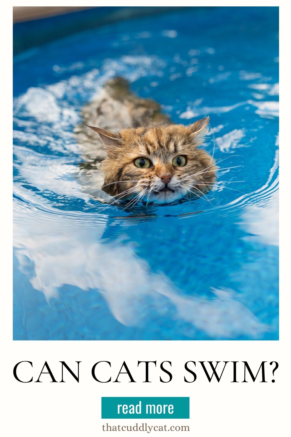 A cat swimming in a pool