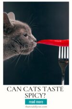 Can Cats Taste Spicy? - That Cuddly Cat
