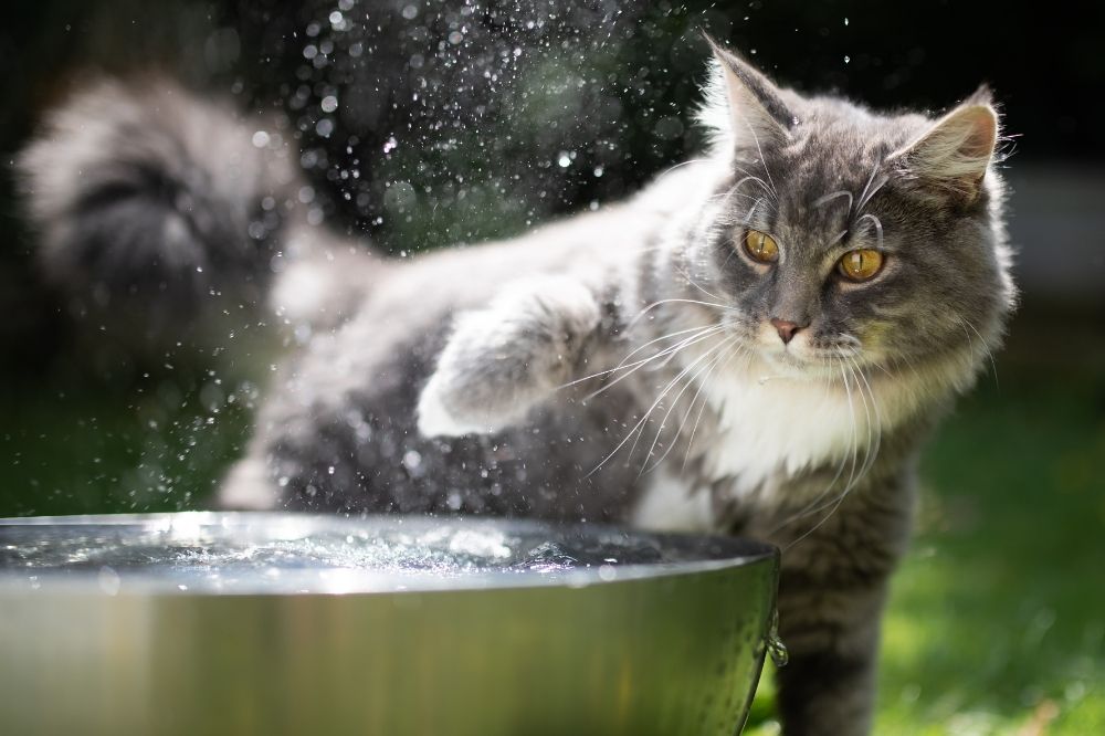 Cat flicking water