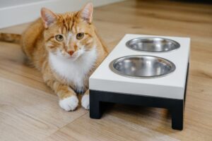 Can Cats Taste Spicy? - That Cuddly Cat