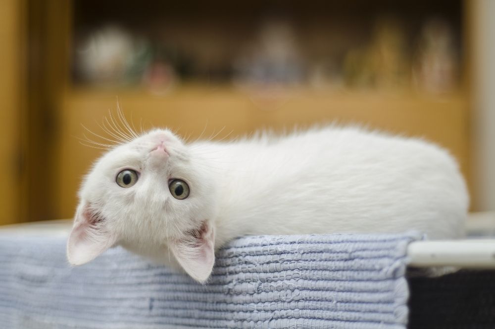 White cat looking upside down