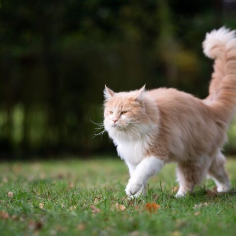 Do Cat Whiskers Grow Back? - That Cuddly Cat