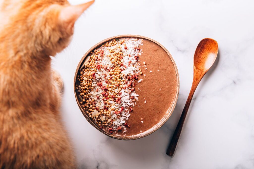 Can Cats Eat Chocolate? That Cuddly Cat