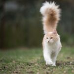 7 Cat Breeds With Fluffy Tails