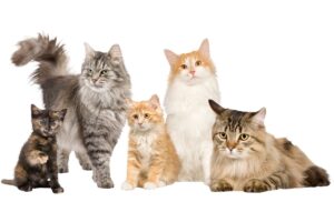 Expensive-Cat-Breeds-4