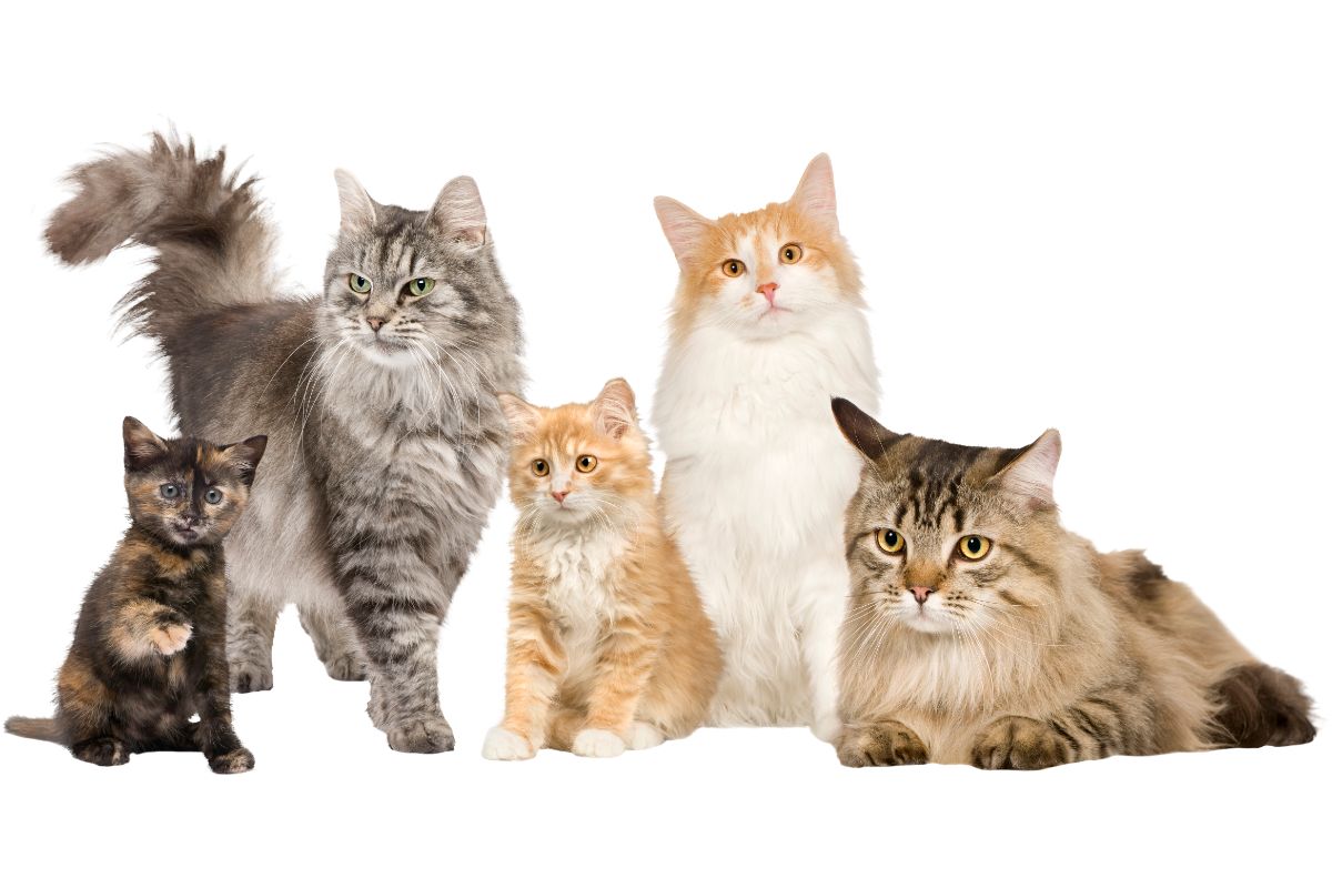 5 cats sitting together, Most Expensive Cat Breeds in the world
