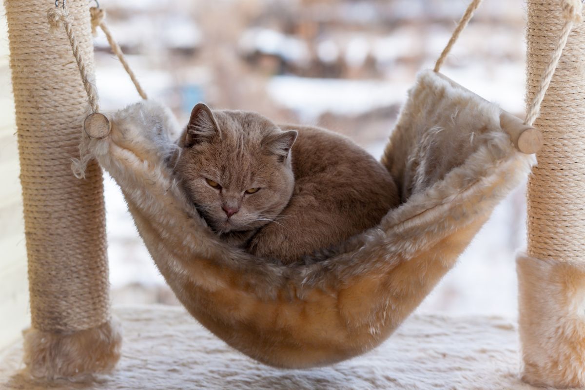 A flat faced cat laying in a cat hammock, Flat-Faced Cat Breeds