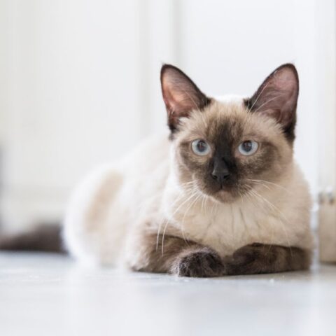 About the Red Point Siamese Cat - That Cuddly Cat