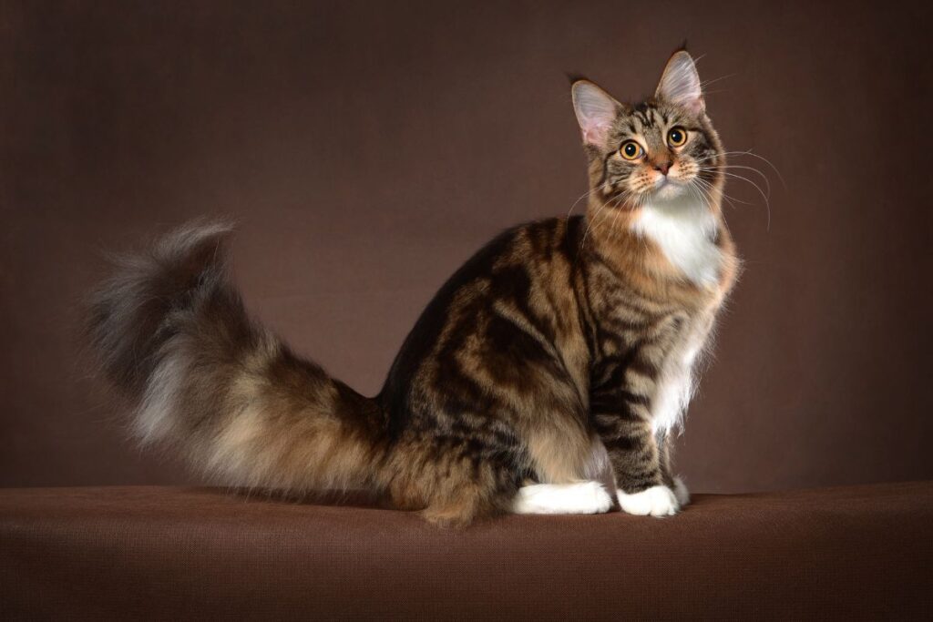 A Maine Coon against a brown background sitting and looking at the camera