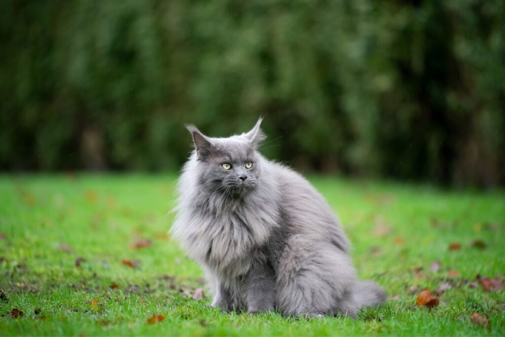 Grey Maine Coon sitting in a yard
