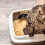 7 Smells That Deter Your Cat From Peeing on Your Stuff