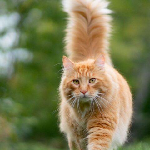 Do Cat Whiskers Grow Back? - That Cuddly Cat