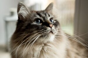 Do Cat Whiskers Grow Back? - That Cuddly Cat