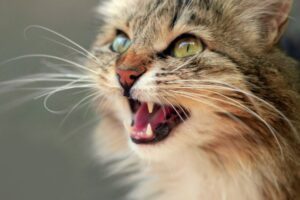 Do Cat Whiskers Grow Back? - That Cuddly Cat