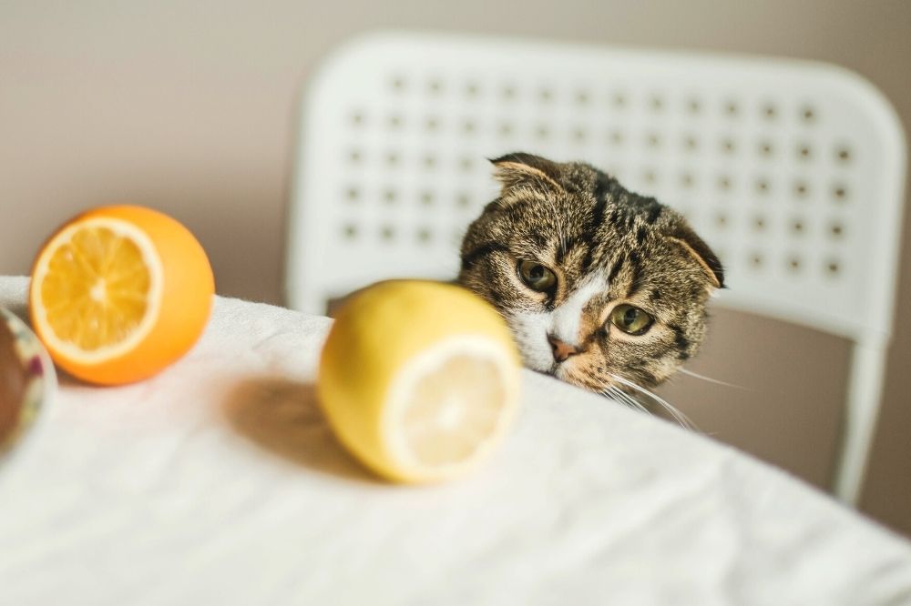 cat and lemons