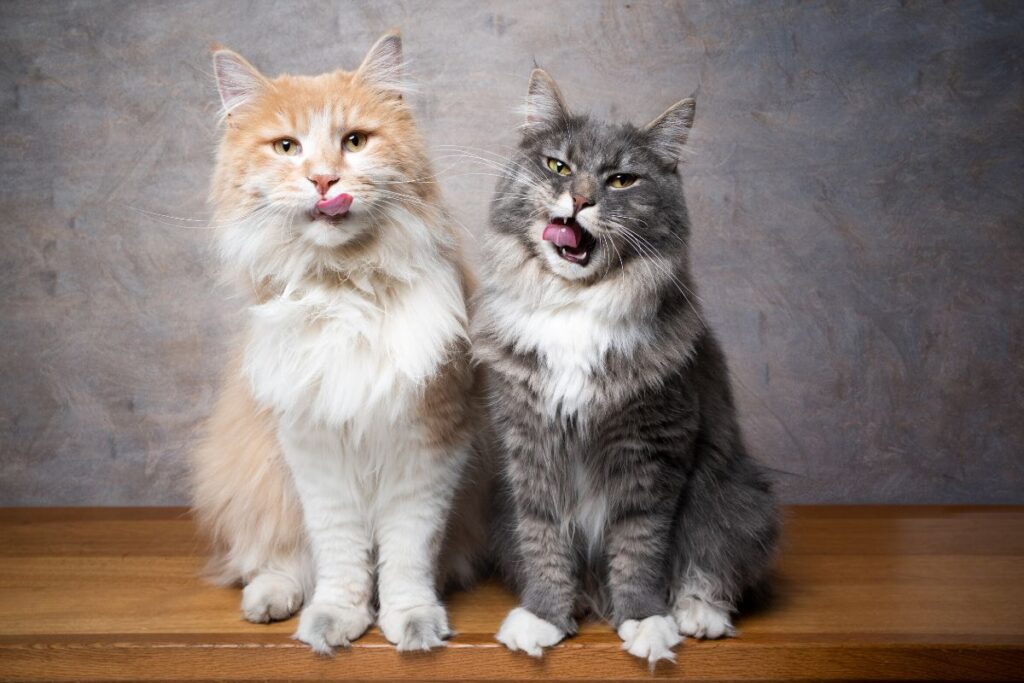 2 Maine Coon cats sitting together, how long does a maine coon live