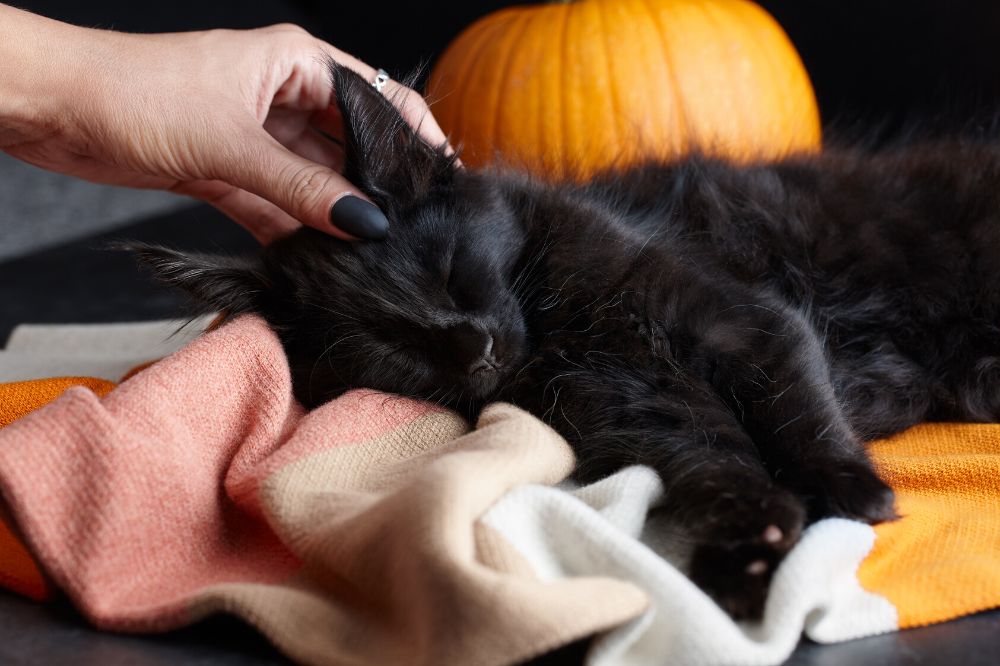 petting a black maine coon