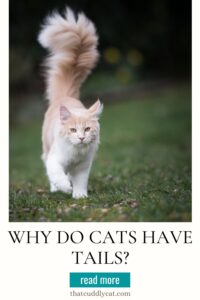 Why Do Cats Have Tails? - That Cuddly Cat