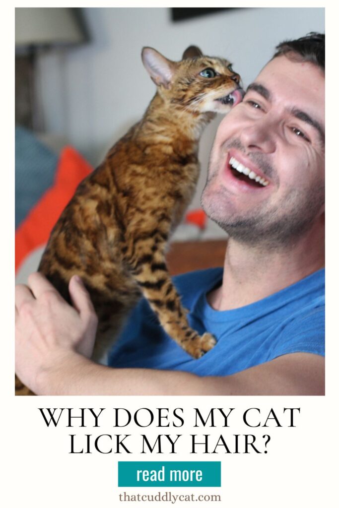 Why Does My Cat Lick My Hair? That Cuddly Cat