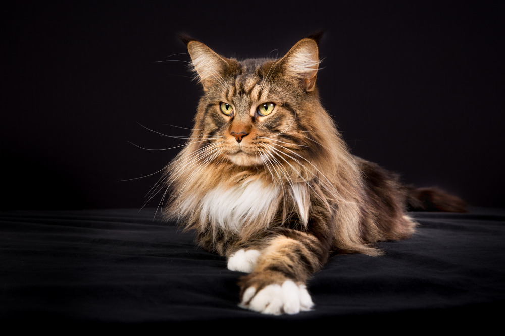 Calico Maine Coon sitting