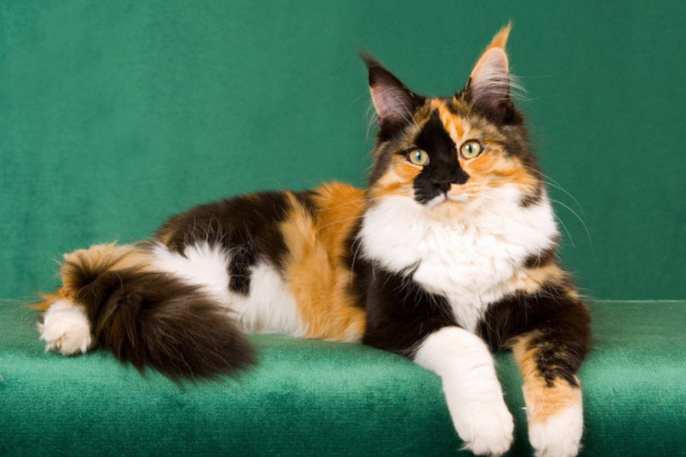Calico Maine Coon laying on a green background