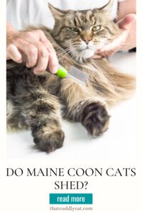 Do Maine Coon Cats Shed? - That Cuddly Cat