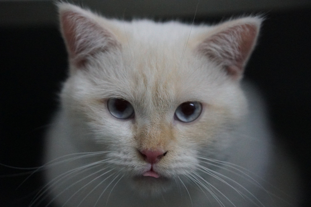 Flame point siamese cat