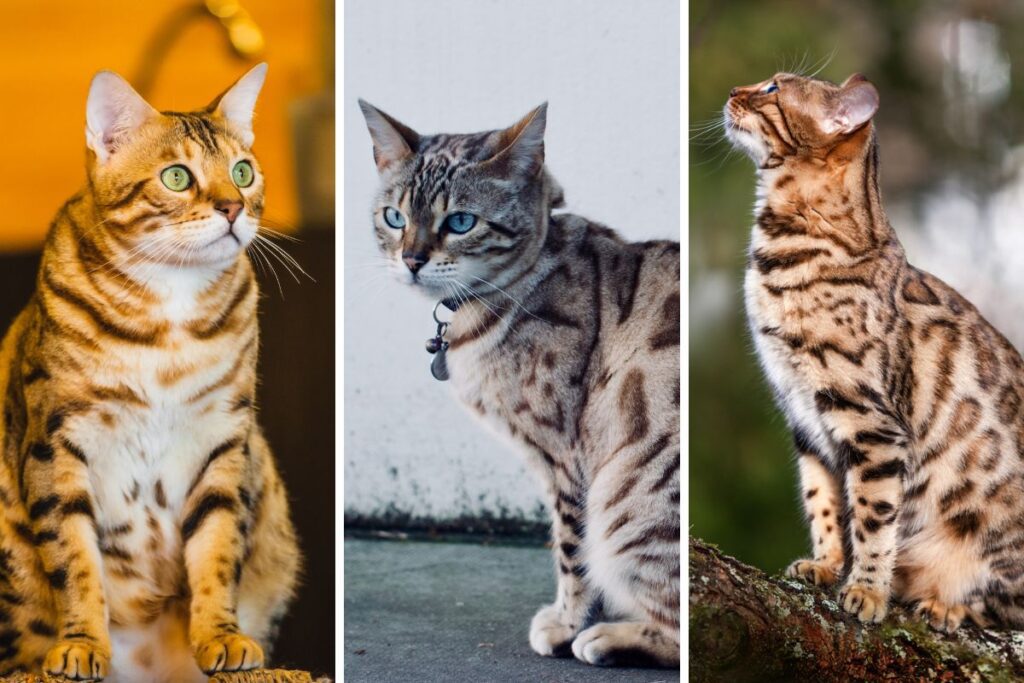 Bengal Cat Coat Colors At Hilda Woolsey Blog