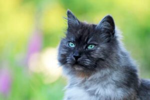 Do Maine Coon Cats Shed? - That Cuddly Cat