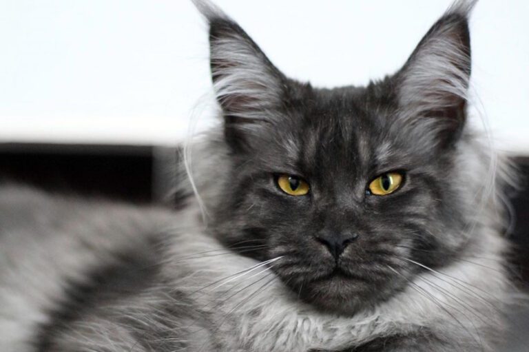 About the Black Smoke Maine Coon Cat That Cuddly Cat