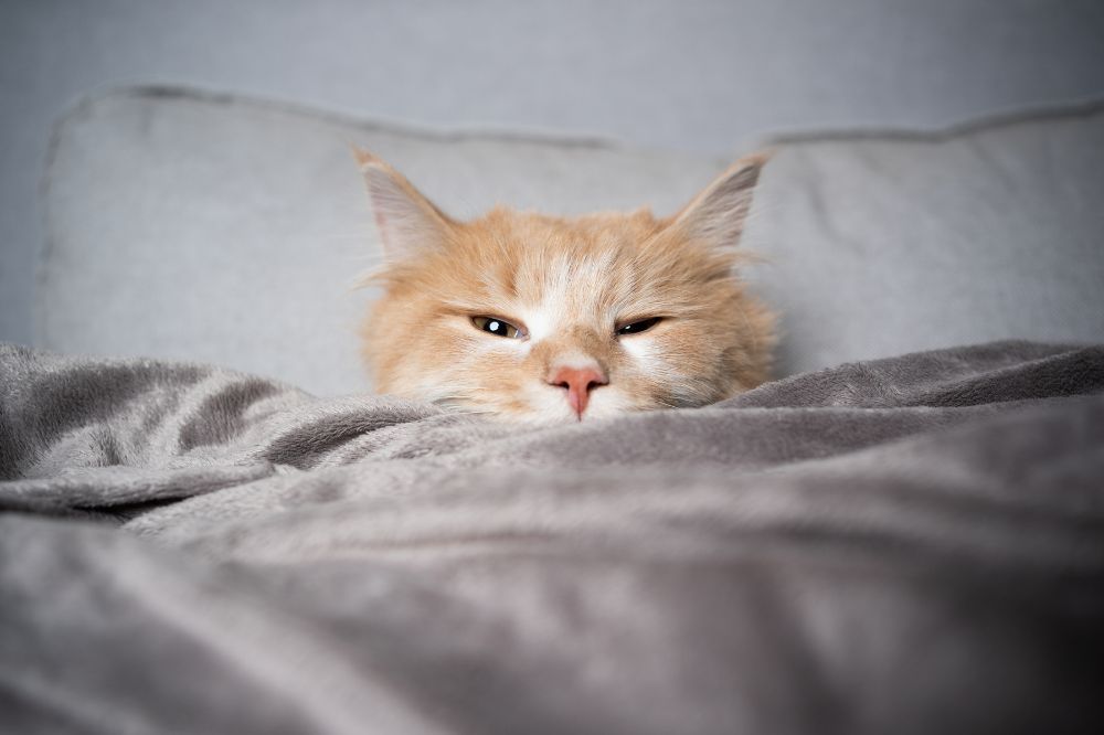 A cat under the covers