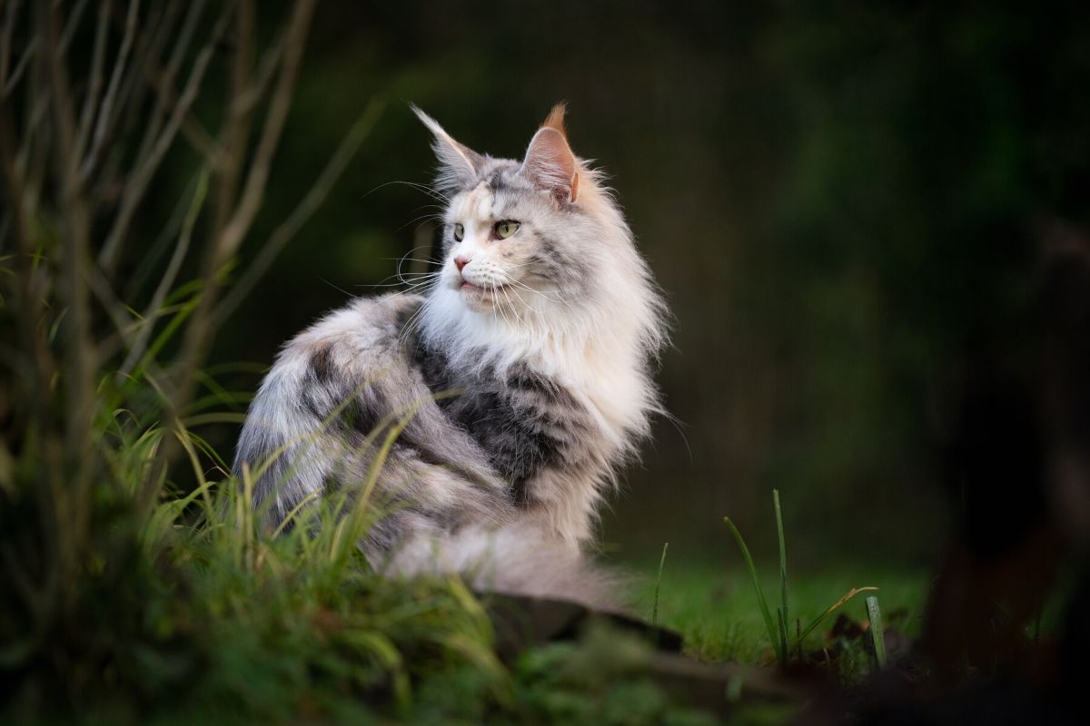 White and grey Maine Coon cat sitting outside