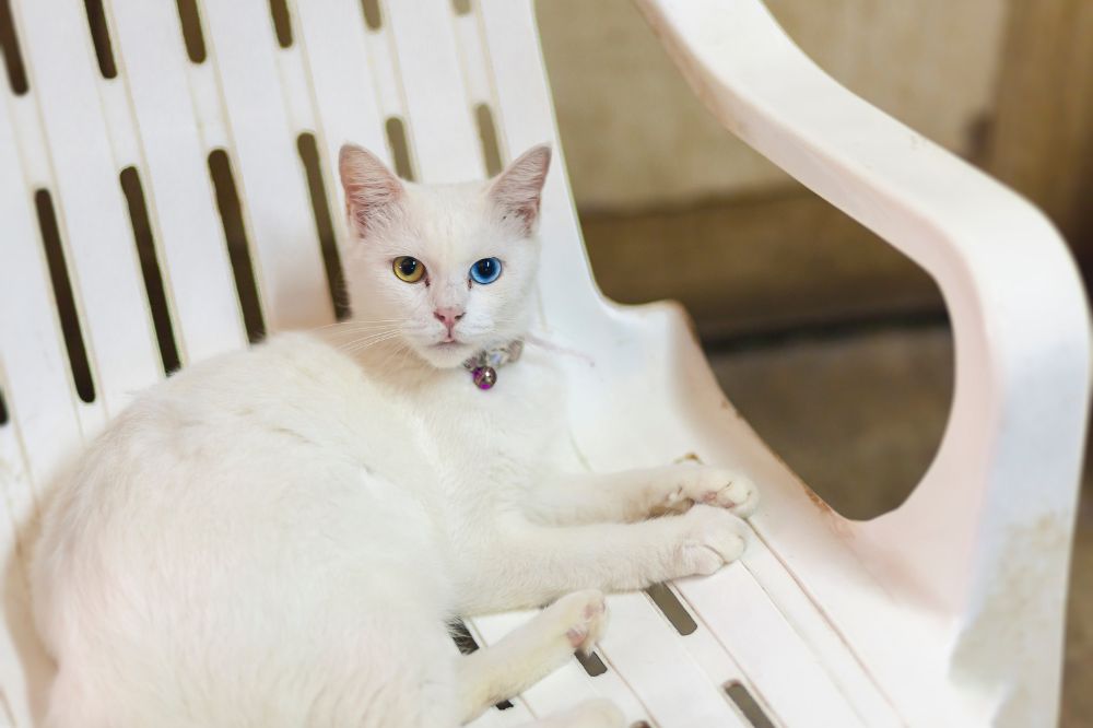 A Khao Manee cat sitting on  white chair