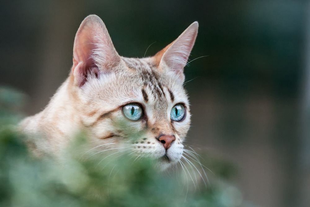 The head of a snow bengal watching something