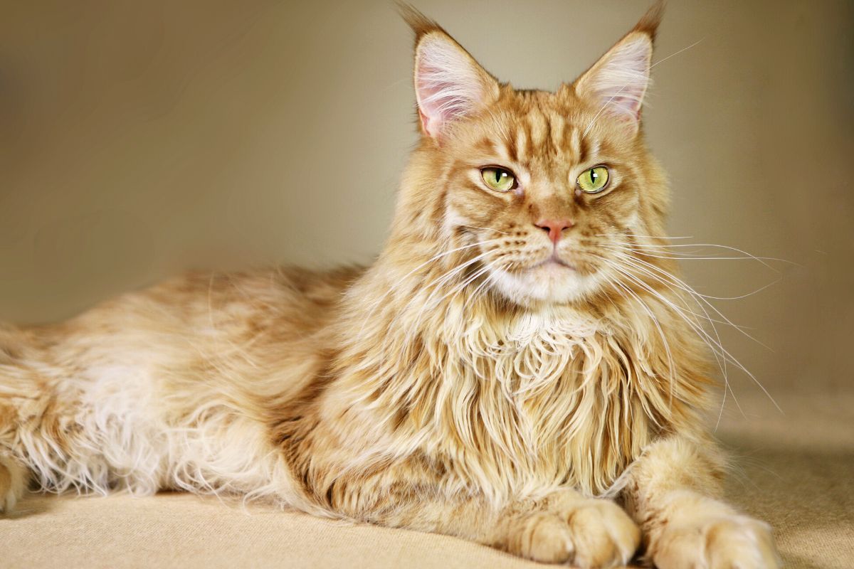 Maine Coon Vs Tabby Cat: Which is Best?