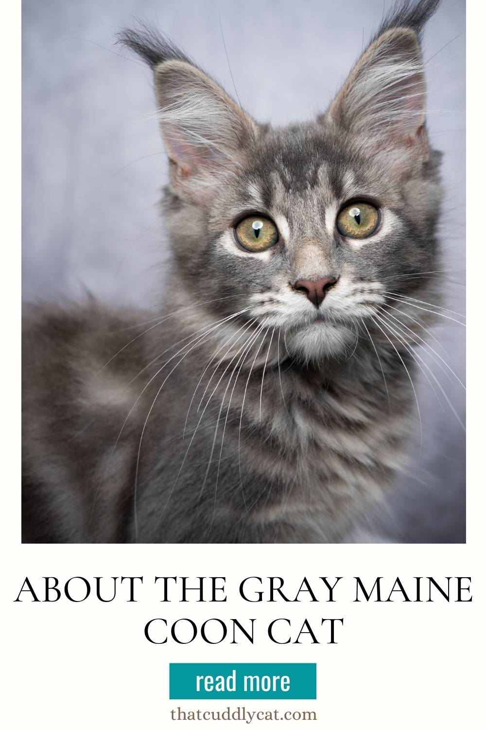  Gray Maine Coon