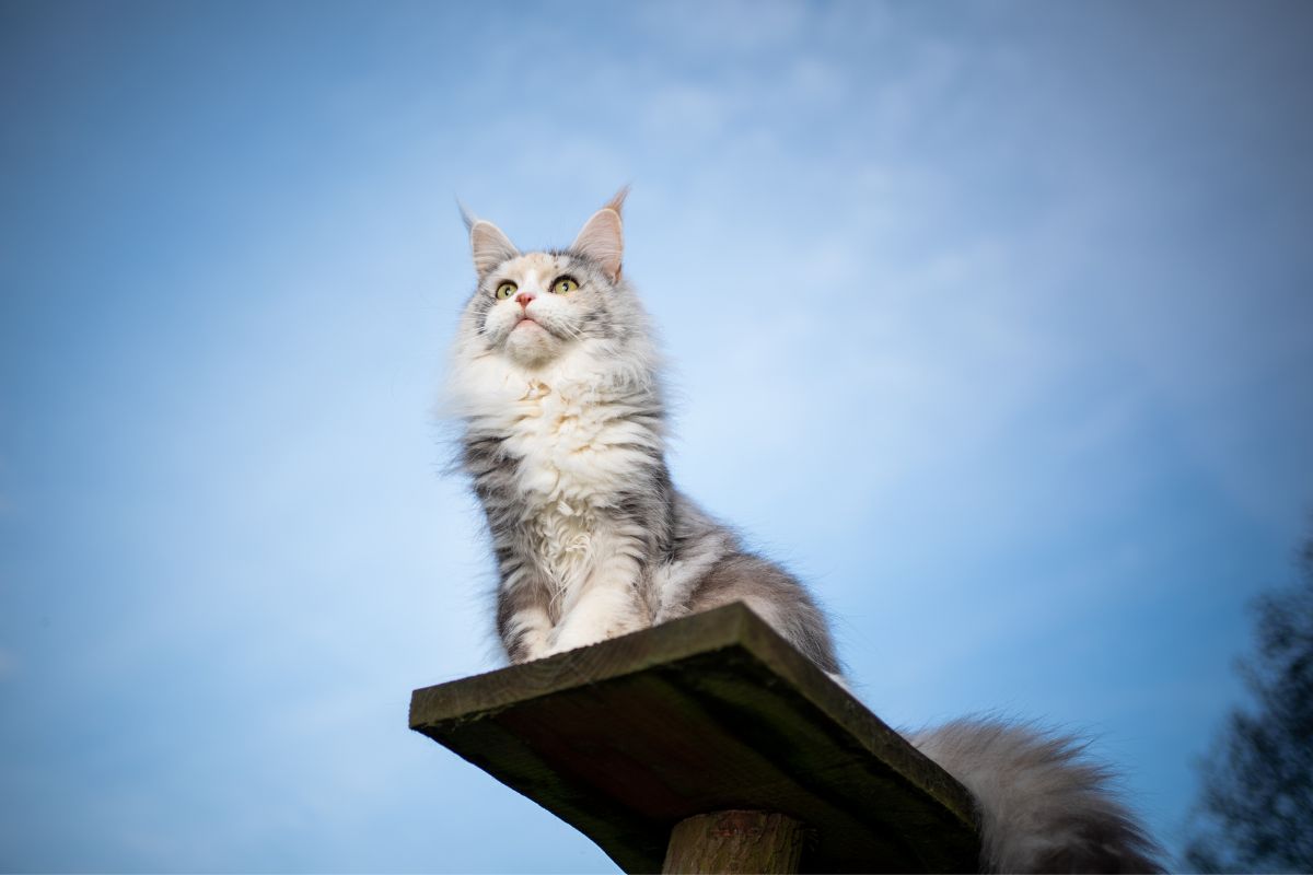 Best Cat Trees For Maine Coon Cats