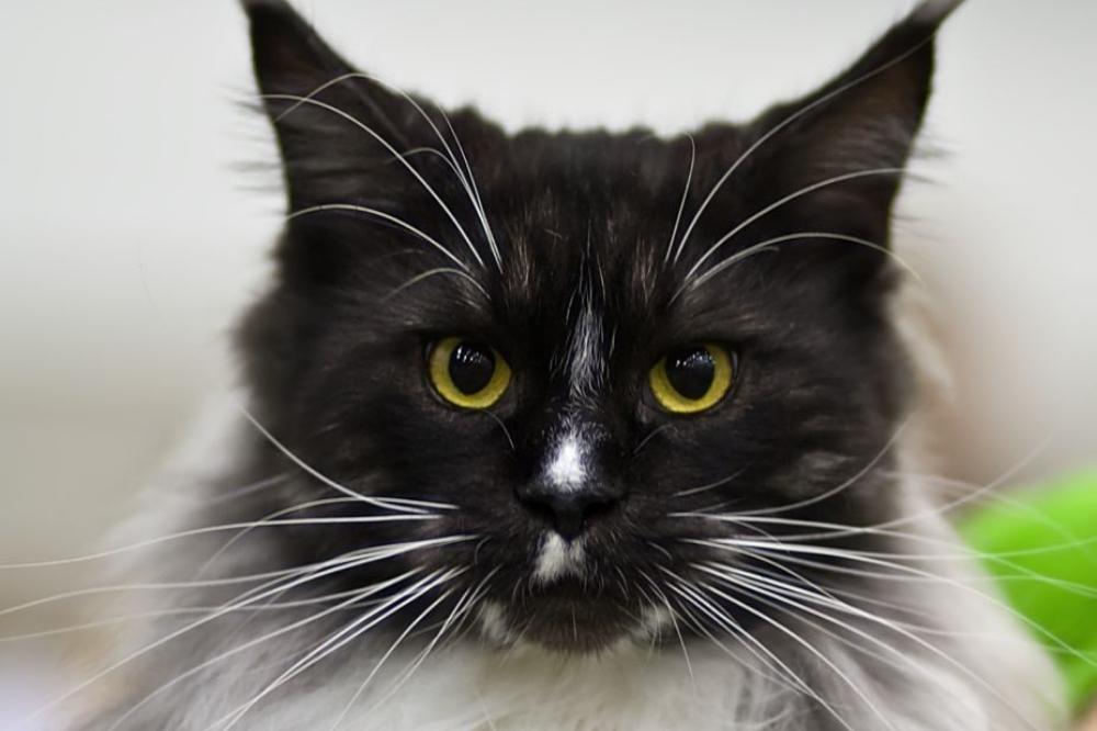 Black And White Maine Coon That Cuddly Cat black-and-white-maine-coon-that-cuddly-cat