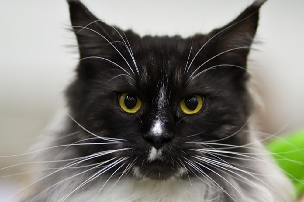 Black and white Maine Coon 