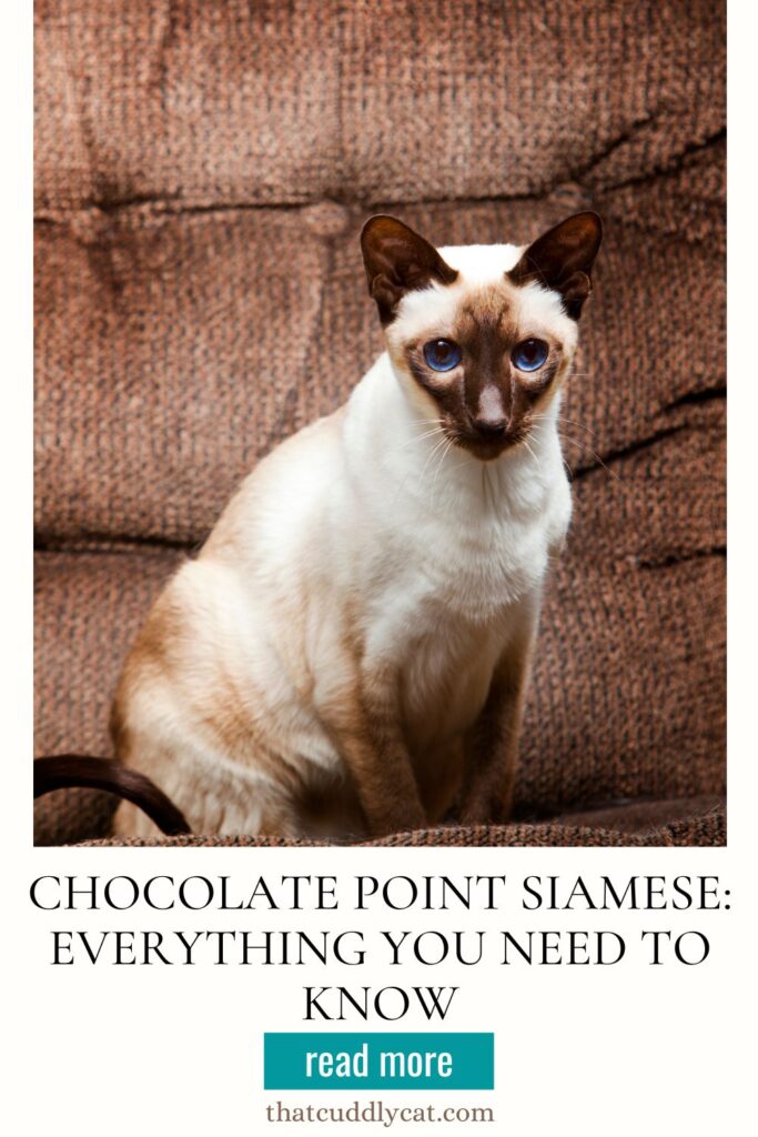 Chocolate Point Siamese: Everything You Need to Know - That Cuddly Cat