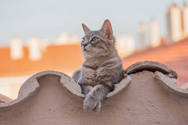 How Long Can You Leave A Cat Alone? That Cuddly Cat