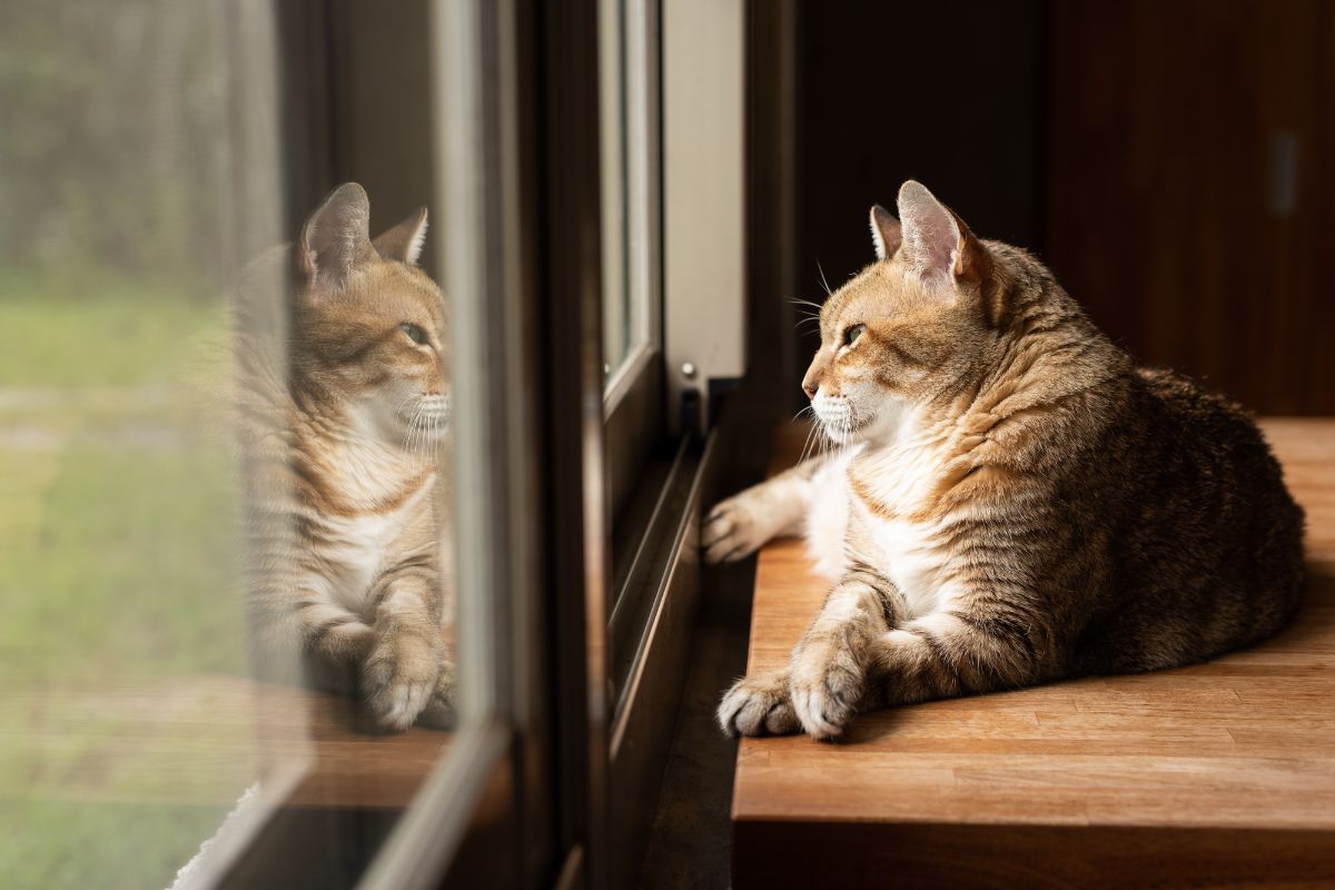 how-long-can-you-leave-a-cat-alone-that-cuddly-cat