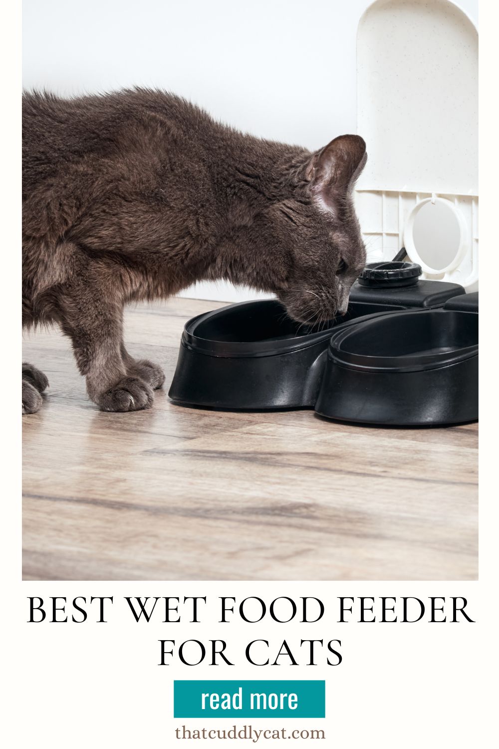 wet cat food feeder