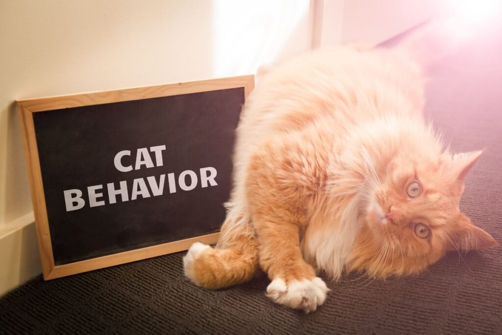 An orange cat laying on its side by a sign that says cat behavior, typical cat behaviors explained