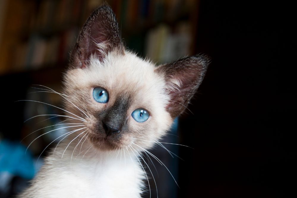 A Siamese kitten looking at the camera